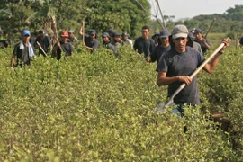 Nông dân phá hủy một cánh đồng coca tại Meta, Colombia. (Ảnh: AFP/TTXVN)