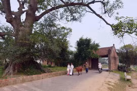 Cổng làng Đường Lâm. (Ảnh: Thanh Hà/TTXVN)