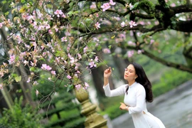 Thiếu nữ Hà Thành e ấp giữa mùa ban. (Ảnh: Nhật An/TTXVN)