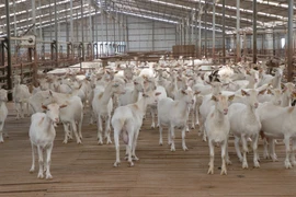 Đàn dê sữa cao sản tại Trang trại dê sữa Măng Đen. (Ảnh: Cao Nguyên/TTXVN)