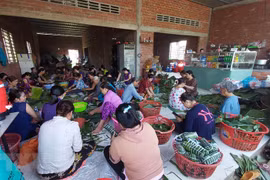 Người dân Bến Tre tham gia gói bánh tét ủng hộ đồng bào miền Trung tại khu phố 1, thị trấn Chợ Lách, huyện Chợ Lách. (Ảnh: Trần Thị Thu Hiền/TTXVN)