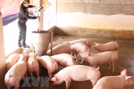 Chăm sóc đàn lợn thịt tại xã thư Phú, huyện Thường Tín, Hà Nội. (Ảnh: Vũ Sinh/TTXVN)