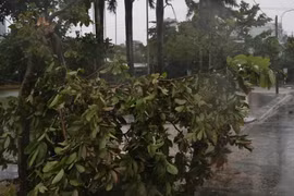 Một số cây xanh trên địa bàn thành phố Tuy Hòa, Phú Yên bị ngã đỗ. (Ảnh: Phạm Cường/TTXVN)