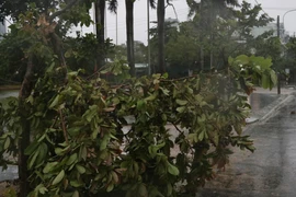 Một số cây xanh trên địa bàn thành phố Tuy Hòa, Phú Yên bị ngã đỗ. (Ảnh: Phạm Cường/TTXVN)