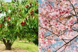 Cây anh đào và cây hoa anh đào. (Nguồn: iStock)