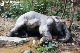 Xác con voi đang trong quá trình phân hủy. (Nguồn Báo Nghệ An)