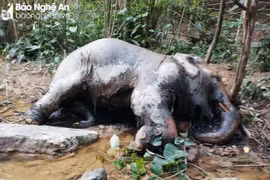 Xác con voi đang trong quá trình phân hủy. (Nguồn Báo Nghệ An)