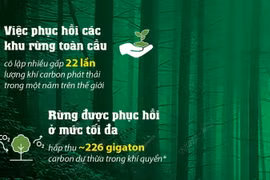 Bảo vệ rừng là biện pháp hữu ích giúp giảm khí carbon