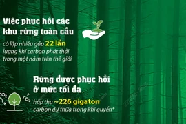 Bảo vệ rừng là biện pháp hữu ích giúp giảm khí carbon