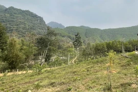 (Ảnh inh họa: Nguyễn Nam/TTXVN)