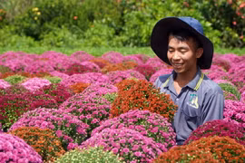 Nông dân Làng hoa Sa Đéc trồng nhiều loại cúc mâm xôi với đủ màu sắc. (Ảnh: Nhựt An/TTXVN)