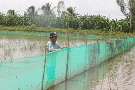 Anh Nguyễn Văn Tít, xã Long Bình, thị xã Ngã Năm, tỉnh Sóc Trăng, kiểm tra hệ thống lưới bao xung quanh ruộng lúa của mô hình cá đăng quầng. (Ảnh: Tuấn Phi/TTXVN)