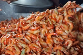 Tôm đất là nguyên liệu để làm tôm khô chủ sống trong môi trường tự nhiên nên chất lượng rất cao. (Ảnh: Huỳnh Anh/TTXVN)