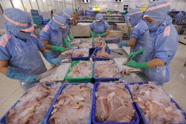 Chế biến cá tra philê xuất khẩu ở nhà máy của Công ty Cổ phần Xuất nhập khẩu Cửu Long An Giang. (Ảnh: Vũ Sinh/TTXVN)