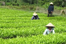 Chăm sóc cây giống tại lâm trường Ba Tơ (Quảng Ngãi). (Ảnh: Thanh Long/TTXVN)