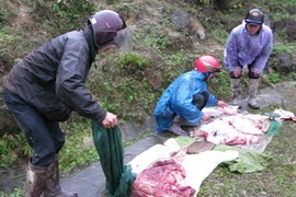 Trâu bò chết rét được người dân xẻ thịt bán ngay bên vệ đường. (Ảnh: Bùi Thanh Hải/TTXVN)