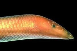 "Sirenoscincus mobydick". (Nguồn: AFP)