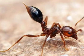 Loài kiến cũng có "phân cấp địa vị" trong xã hội