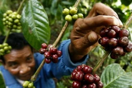 Nông dân Indonesia thu hoạch càphê. 