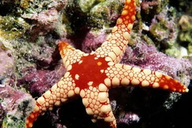 Maldives - thế giới kì diệu của biển cả. (Nguồn: Internet)