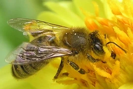 Ong mật sẽ tuyệt chủng vì điện thoại di động?