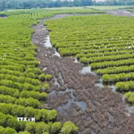 Rừng ngập mặn đóng vai trò như lá chắn sinh học quan trọng trước các hiện tượng thời tiết cực đoan, đồng thời cung cấp nơi sinh sản cho nhiều loài thủy sản có giá trị kinh tế. (Ảnh: TTXVN phát)