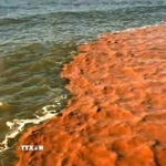 Nước biển 2 màu nước xanh và nâu đỏ kéo dài hàng chục km tại khu vực biển Tây, gần Hòn Đá Bạc, thuộc xã Đá Bạc, tỉnh Cà Mau. (Ảnh: TTXVN phát)