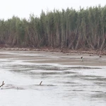 Vạt rừng (xã Tân Thủy) bị nước biển xâm thực gây chết cây và sạt lở đất. (Ảnh: Huỳnh Phúc Hậu/TTXVN)