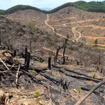 Diện tích rừng bị đốt phá rừng trên địa bàn xã Bố Trạch (Quảng Trị). (Ảnh: Tá Chuyên/TTXVN)