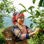 Đôi bàn tay thoăn thoắt lựa chọn những búp chè non, mỗi búp chè không chỉ mang hương vị núi rừng mà còn gửi gắm hy vọng về cuộc sống ổn định của người dân nơi đây. (Ảnh: Quỳnh Anh/TTXVN)