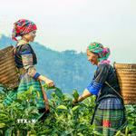 Phụ nữ Mông lên nương thu hái chè Shan Tuyết, bắt đầu một ngày lao động quen thuộc trên các triền chè cổ thụ. (Ảnh: Quỳnh Anh/ TTXVN)