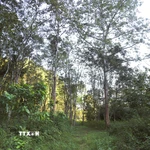 Đa dạng các loài cây đặc trưng về các loài thực vật nhiệt đới của khu vực Bắc Trung Bộ và cả nước trong Vườn ngoại vi. (Ảnh: Xuân Tiến/TTXVN)