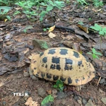 Rùa núi vàng. (Ảnh: TTXVN phát)