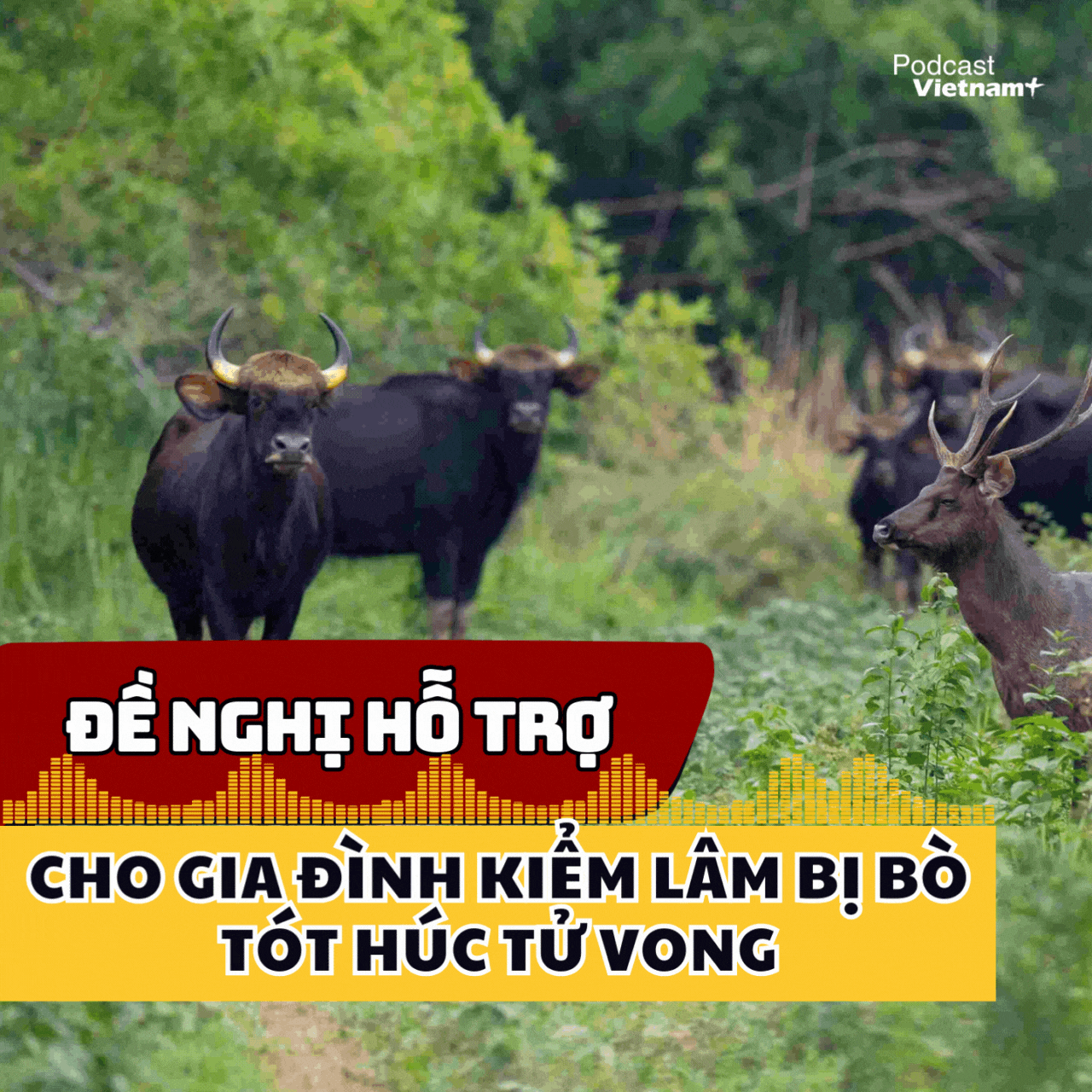 Đề nghị hỗ trợ chính sách cho gia đình kiểm lâm bị bò tót húc tử vong