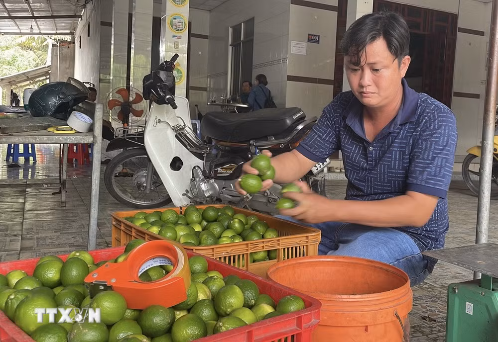 ttxvn-chanh-khong-hat-vinh-long3.jpg