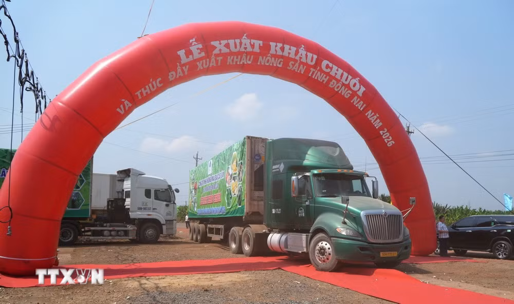 ttxvn-220-tan-chuoi-tuoi-dong-nai-len-duong-xuat-khau-ra-thi-truong-quoc-te2.jpg