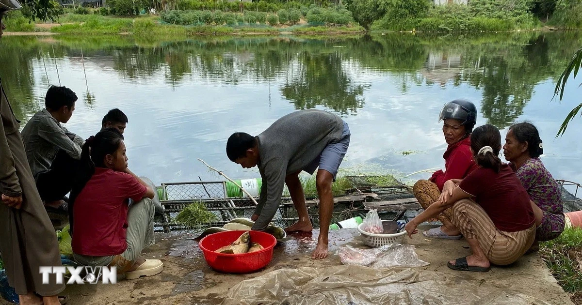 Huế: Gần 10 tấn cá lồng chết do thời tiết và ô nhiễm nguồn nước