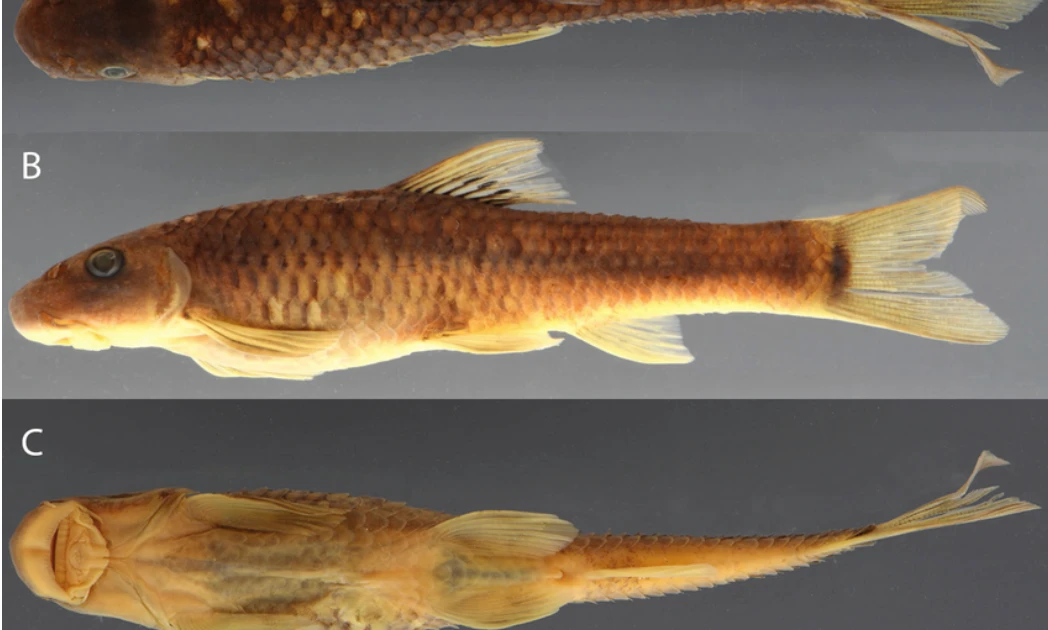 Cá và ong Việt Nam nằm trong số 70 loài sinh vật mới của năm 2025