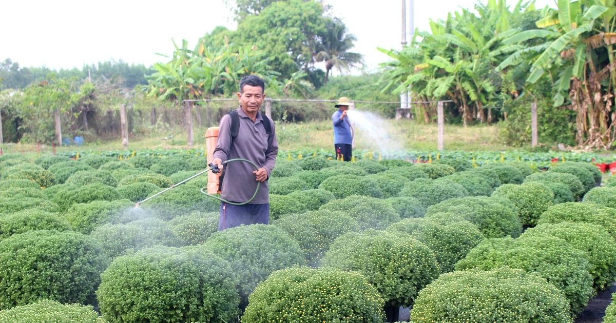 Lâm Đồng Gấp Rút Chuẩn Bị Rau, Hoa Cho Tết Nguyên đán