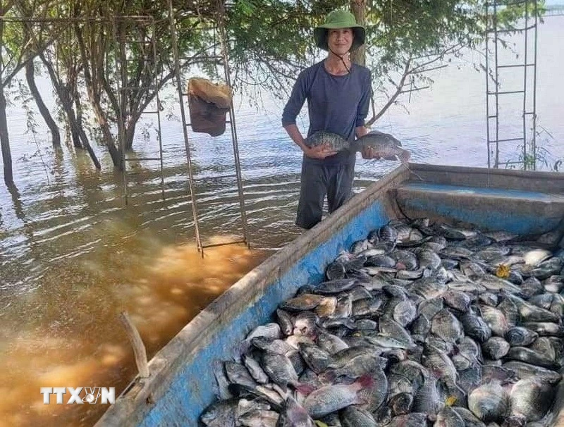 Cần Thơ: Cơ hội xuất khẩu cá rôphi