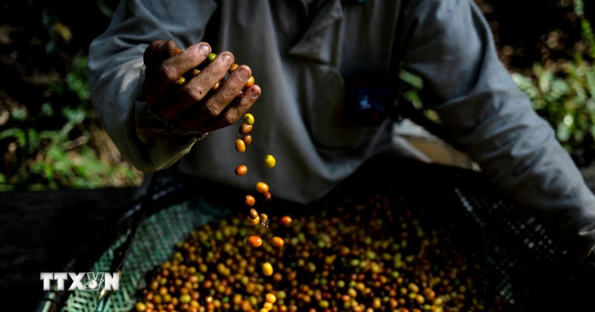 Mỹ dỡ bỏ thuế bổ sung 40% cho hàng nông sản Brazil