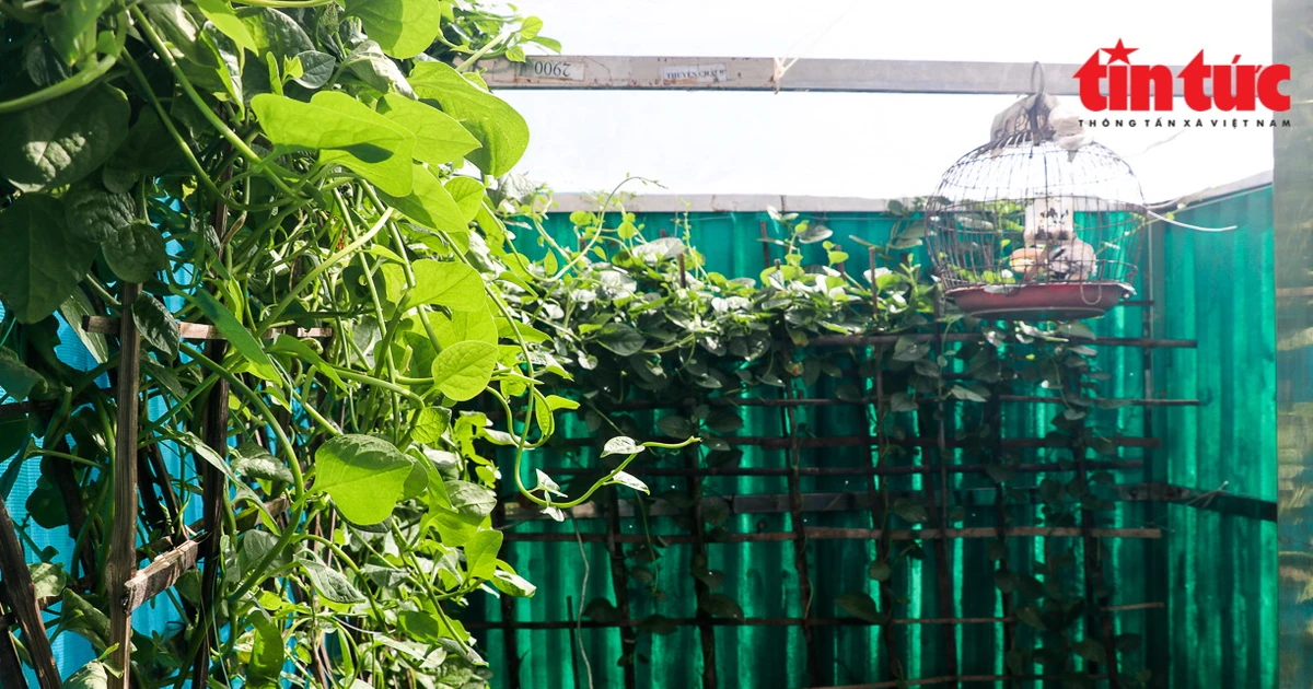 Hình ảnh xanh mát những vườn rau trên quần đảo Trường Sa | Vietnam+ ...