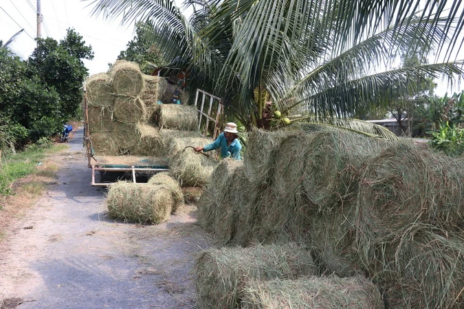 Đồng Tháp: Thêm nguồn thu từ rơm tươi sau khi thu hoạch lúa Đông Xuân ...