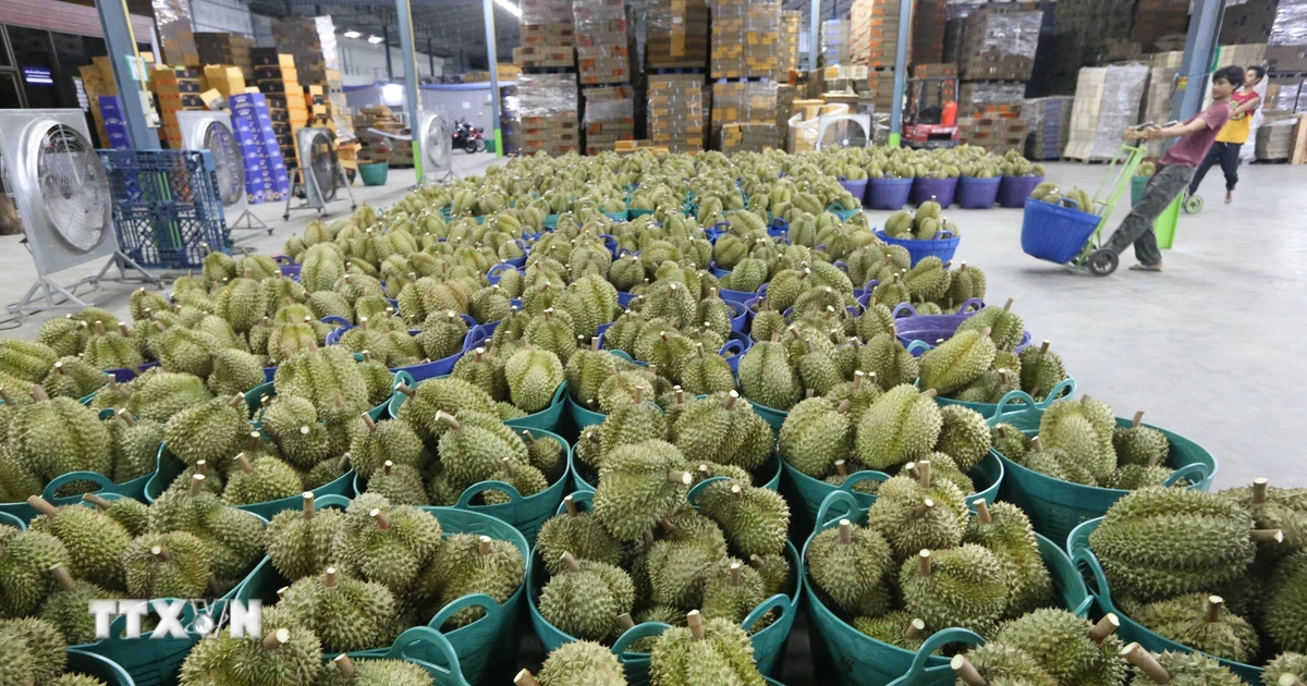 Sầu riêng Thái Lan giảm giá mạnh nhất trong vòng 10 năm