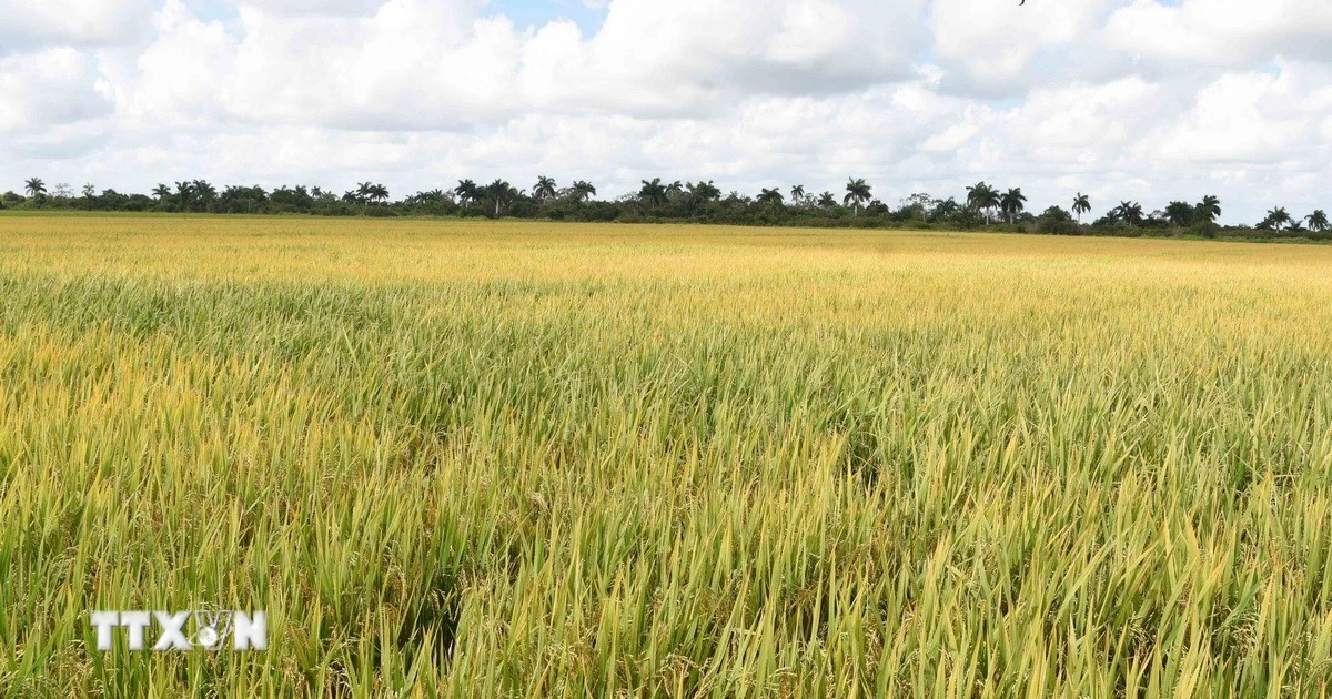 Việt Nam hỗ trợ hạt giống cho vụ lúa năm 2026 của Cuba