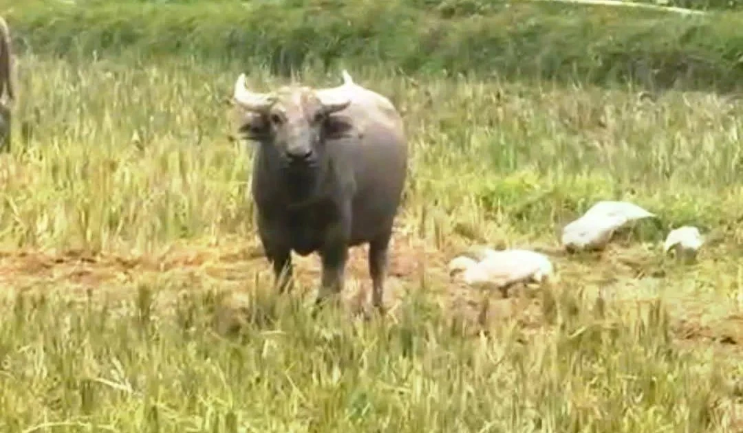 Nghệ An: Trâu lạ xuất hiện, liên tục tấn công người ở bản Quăn