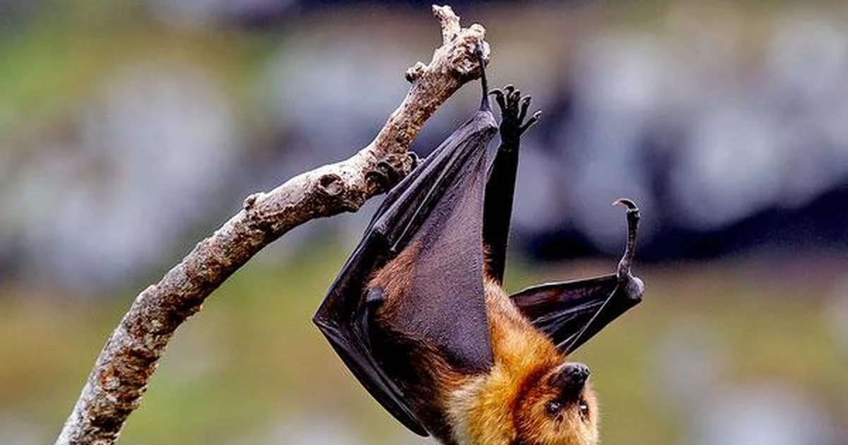 Ấn Độ truy vết tiếp xúc sau khi một bệnh nhân tử vong vì virus Nipah | Vietnam+ (VietnamPlus)