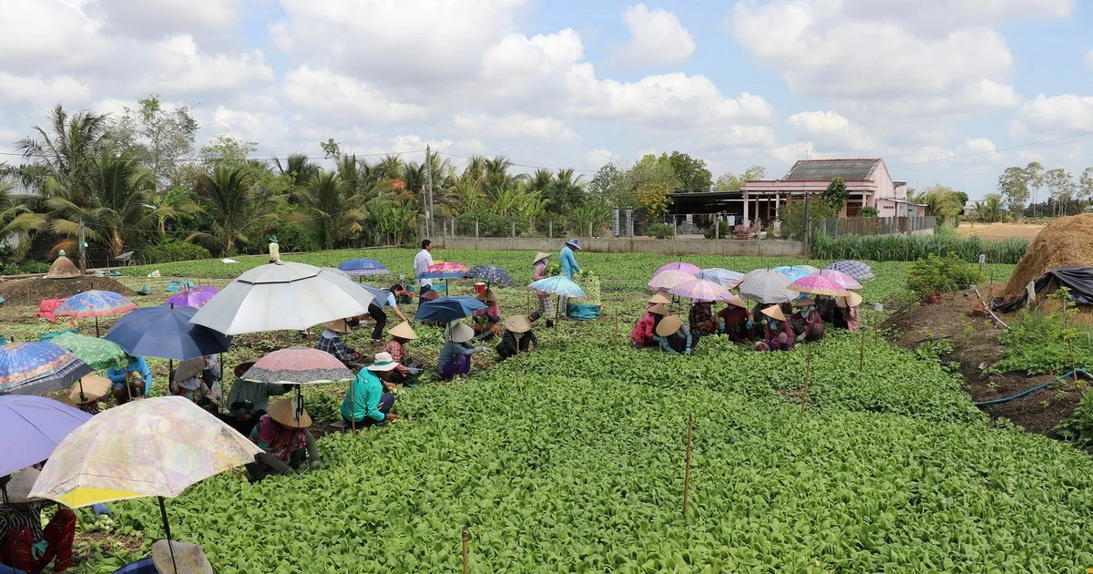 Tiền Giang: Thu hoạch lúa và rau màu thắng lợi nhờ chủ động ứng phó hạn ...