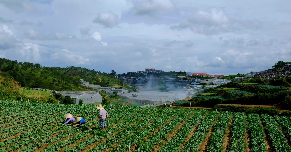 Lâm Đồng đặt mục tiêu mỗi năm sản xuất trên 3 triệu tấn rau an toàn ...