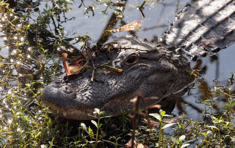 Bị cá sấu cắn trúng đầu khi đang lặn tìm hóa thạch cá mập ...